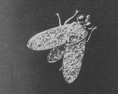 Boucheron Untamed Nature insect-themed jewelry set